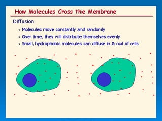 AS Biology, Cell membranes and Transport 