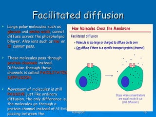 Facilitated diffusion Large polar molecules such as  glucose  and  amino acids , cannot diffuse across the phospholipid bilayer. Also ions such as  Na +   or  Cl -   cannot pass. These molecules pass through  protein channels  instead. Diffusion through these channels is called  FACILITATED DIFFUSION. Movement of molecules is still  PASSIVE  just like ordinary diffusion, the only difference is, the molecules go through a protein channel instead of passing between the phospholipids. AS Biology, Cell membranes and Transport 