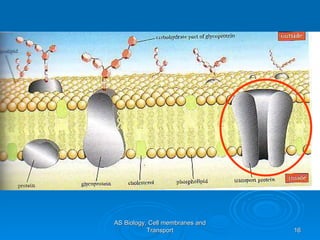 AS Biology, Cell membranes and Transport 