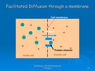 Facilitated Diffusion through a membrane AS Biology, Cell membranes and Transport Cell membrane Inside cell Outside cell Protein channel diffusion 
