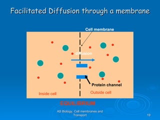 Facilitated Diffusion through a membrane AS Biology, Cell membranes and Transport Cell membrane Inside cell Outside cell Protein channel diffusion EQUILIBRIUM 