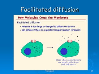 Facilitated diffusion AS Biology, Cell membranes and Transport 