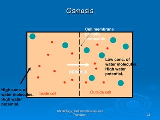 Osmosis AS Biology, Cell membranes and Transport Cell membrane partially permeable. Inside cell Outside cell High conc. of water molecules. High water potential. Low conc. of water molecules. High water potential. OSMOSIS 