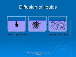Diffusion of liquids AS Biology, Cell membranes and Transport 
