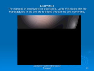 Exocytosis  The opposite of endocytosis is exocytosis. Large molecules that are manufactured in the cell are released through the cell membrane. AS Biology, Cell membranes and Transport 