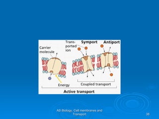 AS Biology, Cell membranes and Transport 