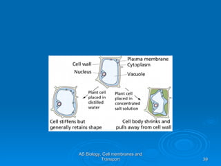 AS Biology, Cell membranes and Transport 