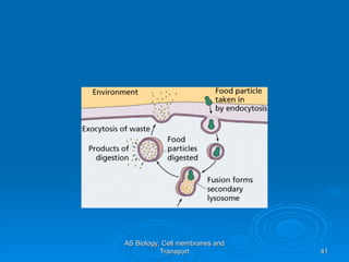 AS Biology, Cell membranes and Transport 