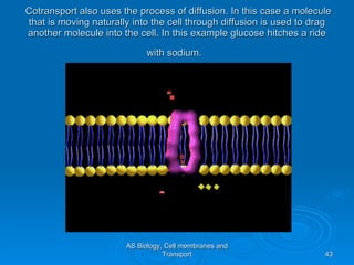 Cotransport also uses the process of diffusion. In this case a molecule that is moving naturally into the cell through diffusion is used to drag another molecule into the cell. In this example glucose hitches a ride with sodium.   AS Biology, Cell membranes and Transport 