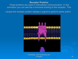 Receptor Proteins  These proteins are used in intercellular communication. In this animation you can see the a hormone binding to the receptor. This causes the receptor protein release a signal to perform some action.   AS Biology, Cell membranes and Transport 