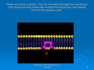 These are carrier proteins. They do not extend through the membrane. They bond and drag molecules through the bilipid layer and release them on the opposite side.  AS Biology, Cell membranes and Transport 