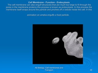 Cell Membrane - Function - Endocytosis  The cell membrane can also engulf structures that are much too large to fit through the pores in the membrane proteins this process is known as endocytosis. In this process the membrane itself wraps around the particle and pinches off a vesicle inside the cell. In this animation an ameba engulfs a food particle.   AS Biology, Cell membranes and Transport 