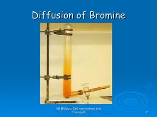 Diffusion of Bromine AS Biology, Cell membranes and Transport 