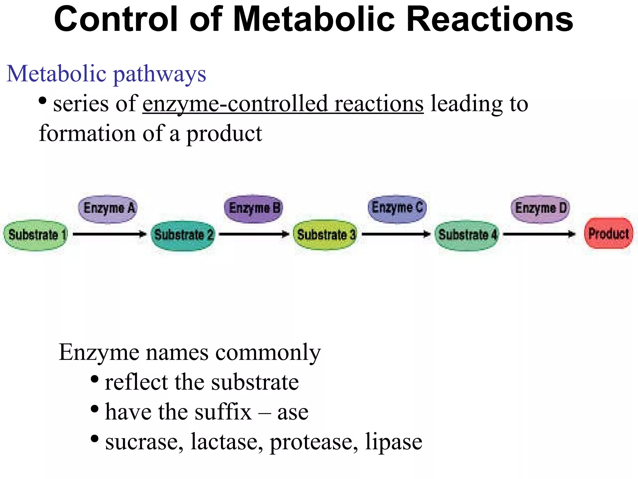 Control of Metabolic Reactions Metabolic pathways series of  enzyme-controlled reactions  leading to formation of a product Enzyme names commonly reflect the substrate have the suffix – ase sucrase, lactase, protease, lipase 