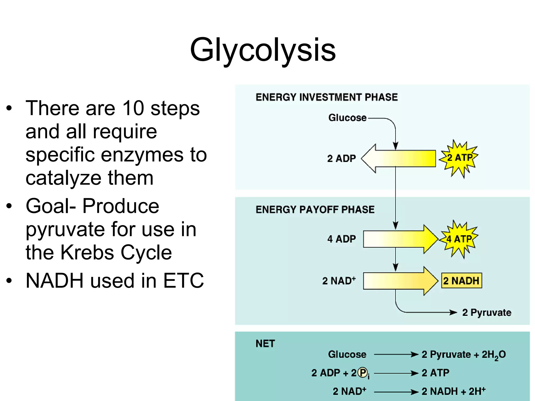 Glycolysis  There are 10 steps and all require specific enzymes to catalyze them Goal- Produce pyruvate for use in the Krebs Cycle NADH used in ETC  