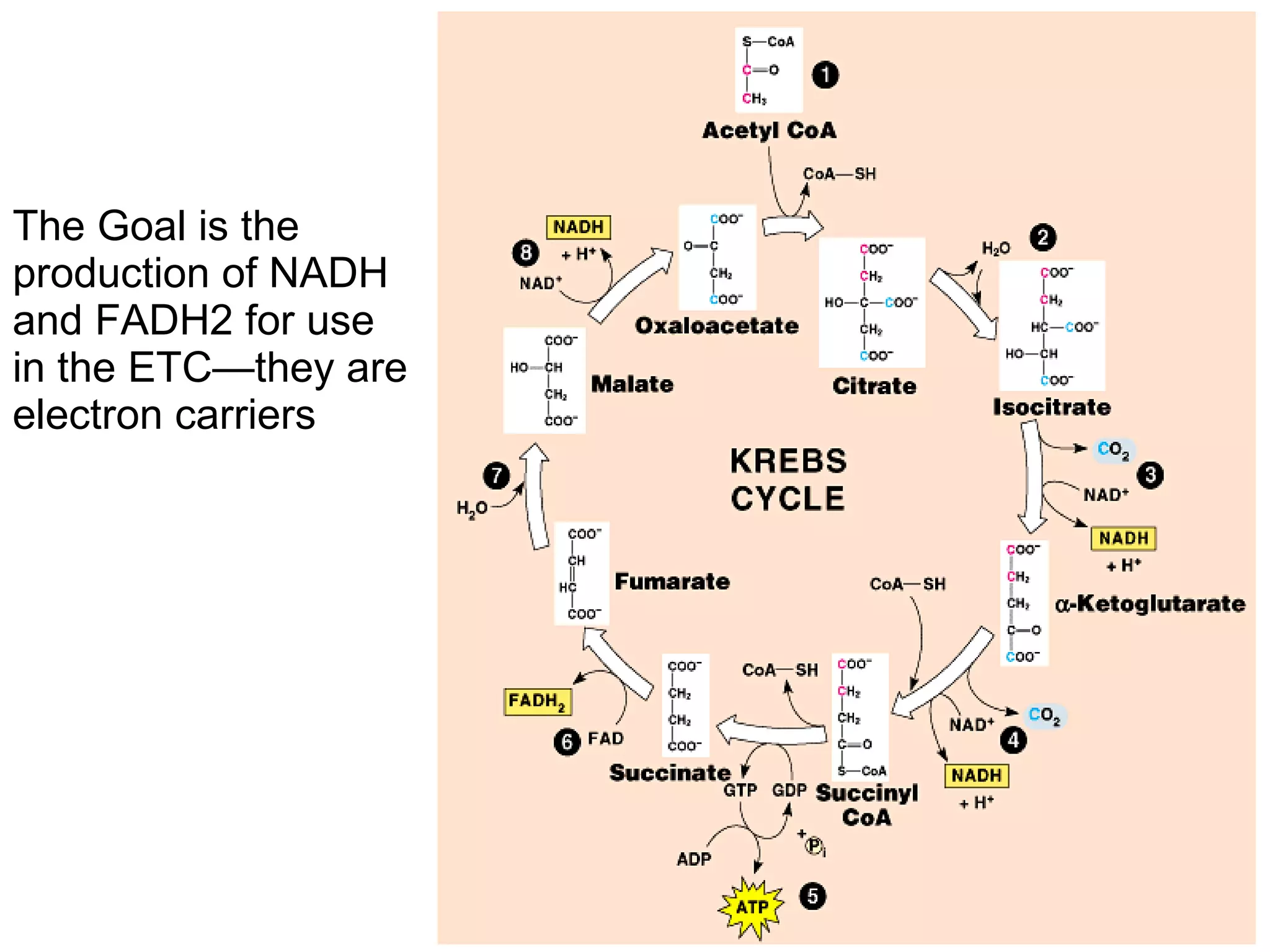 The Goal is the production of NADH and FADH2 for use in the ETC—they are electron carriers 