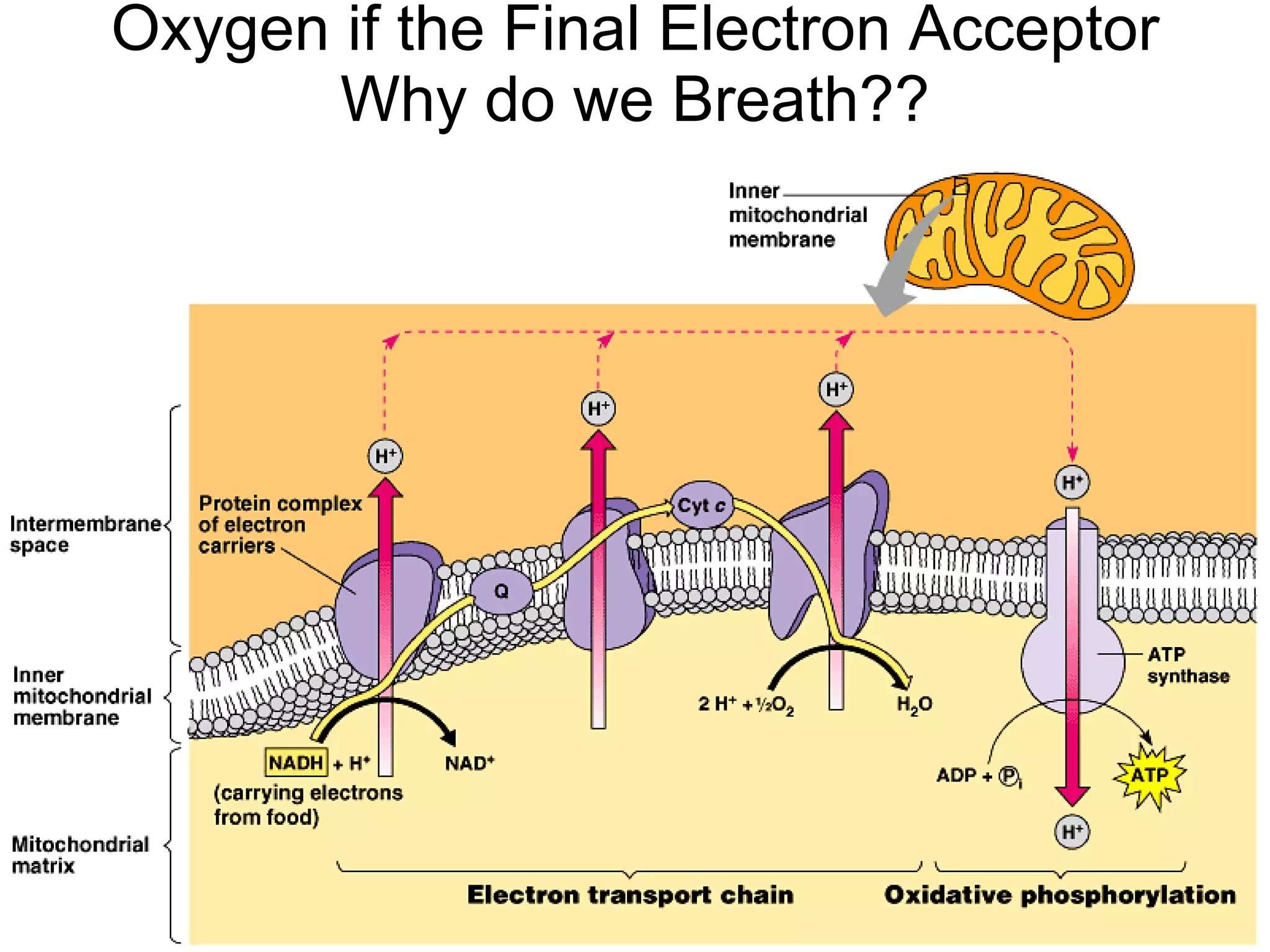 Oxygen if the Final Electron Acceptor Why do we Breath?? 