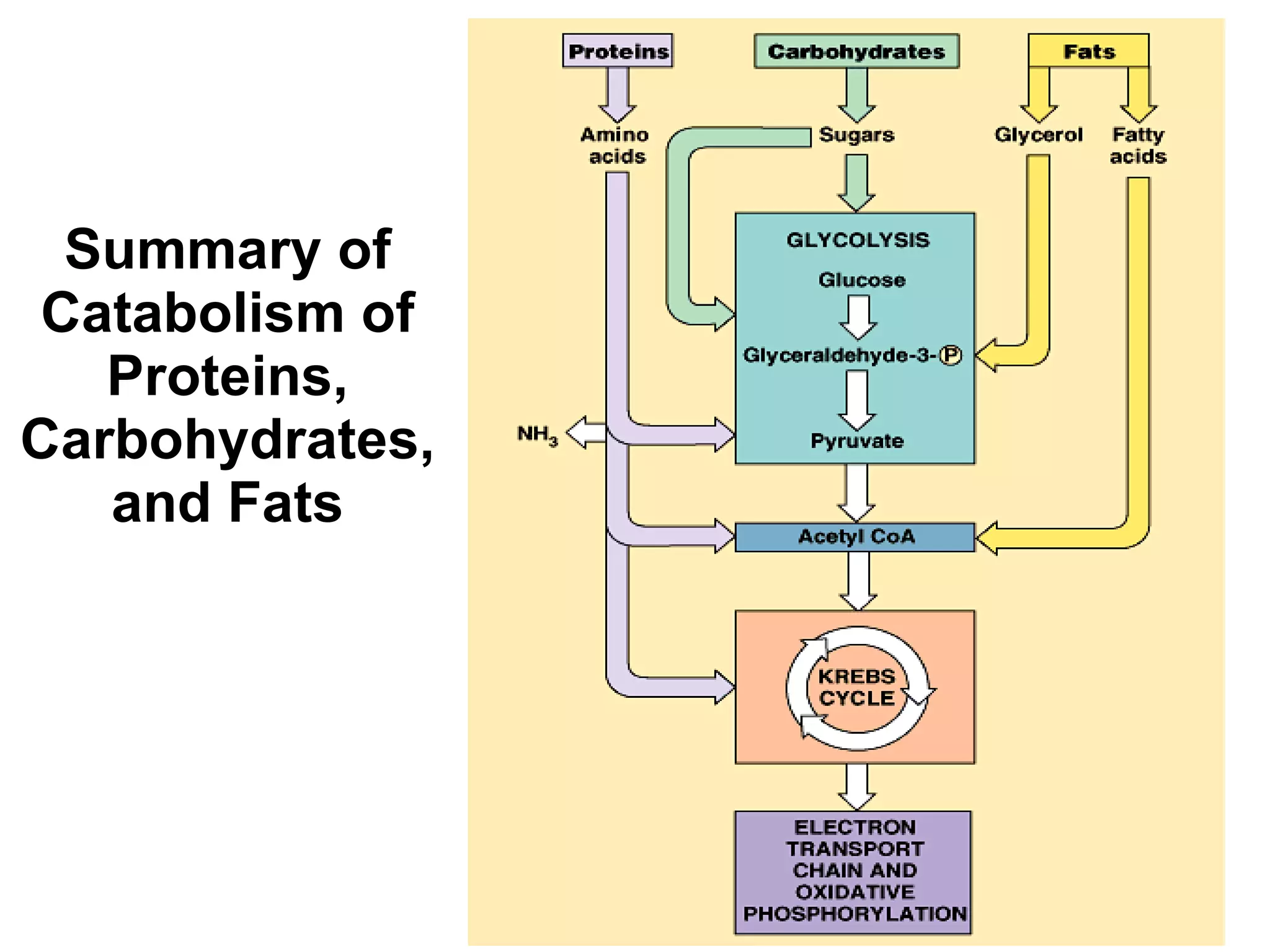 Summary of Catabolism of Proteins, Carbohydrates, and Fats 4-21 
