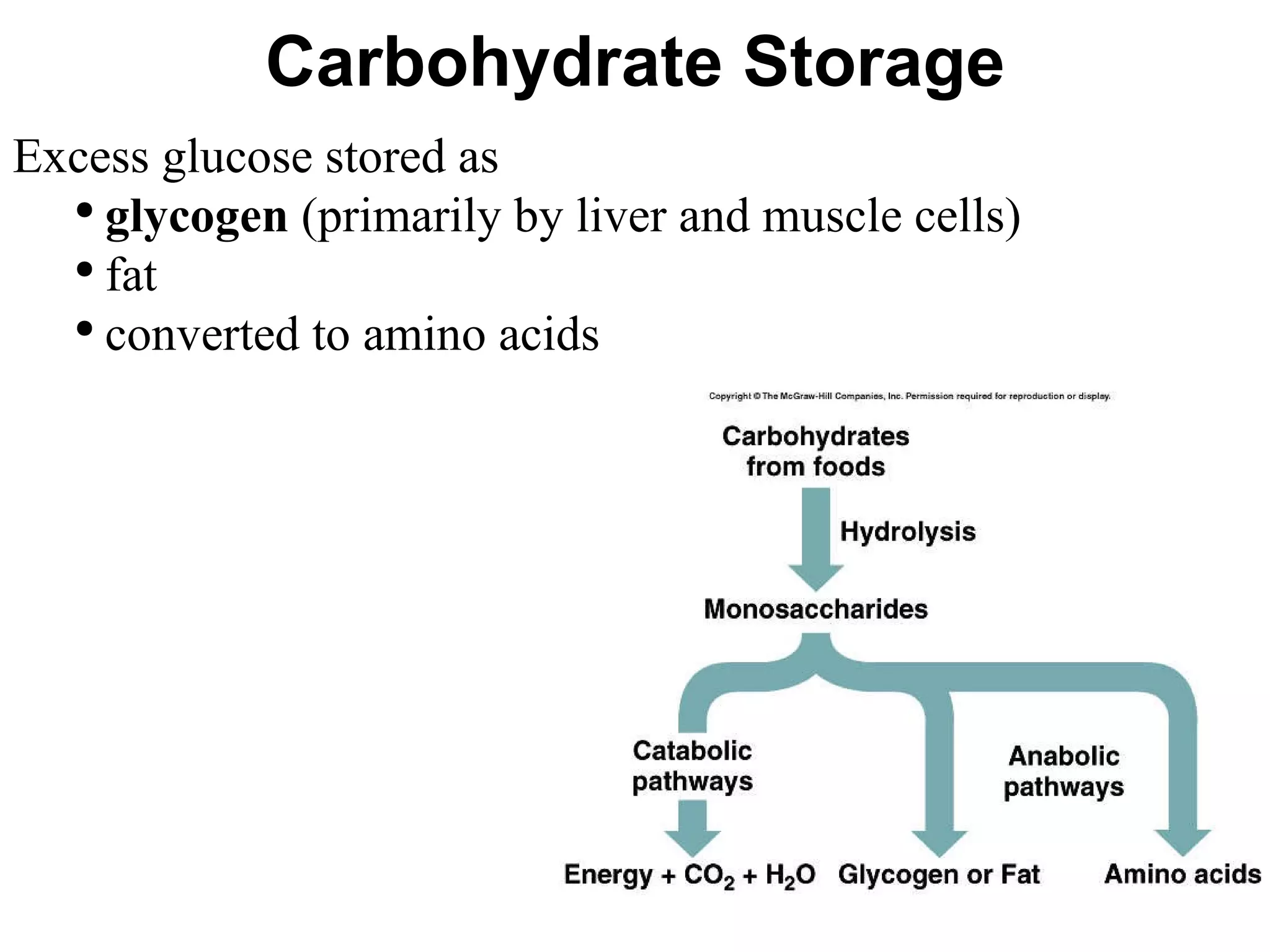 Carbohydrate Storage Excess glucose stored as  glycogen  (primarily by liver and muscle cells) fat converted to amino acids 
