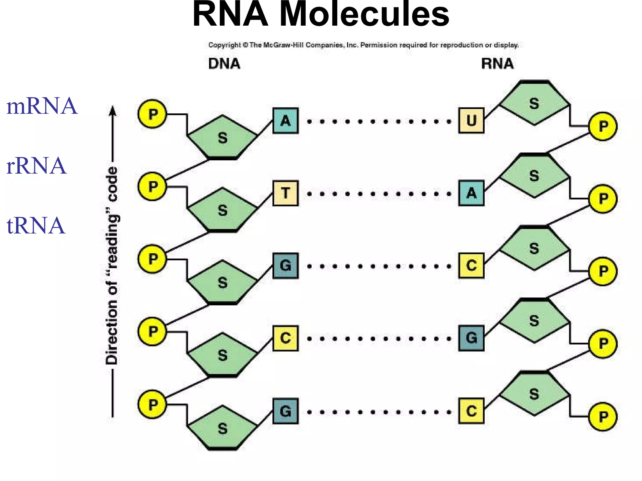 RNA Molecules mRNA rRNA tRNA 