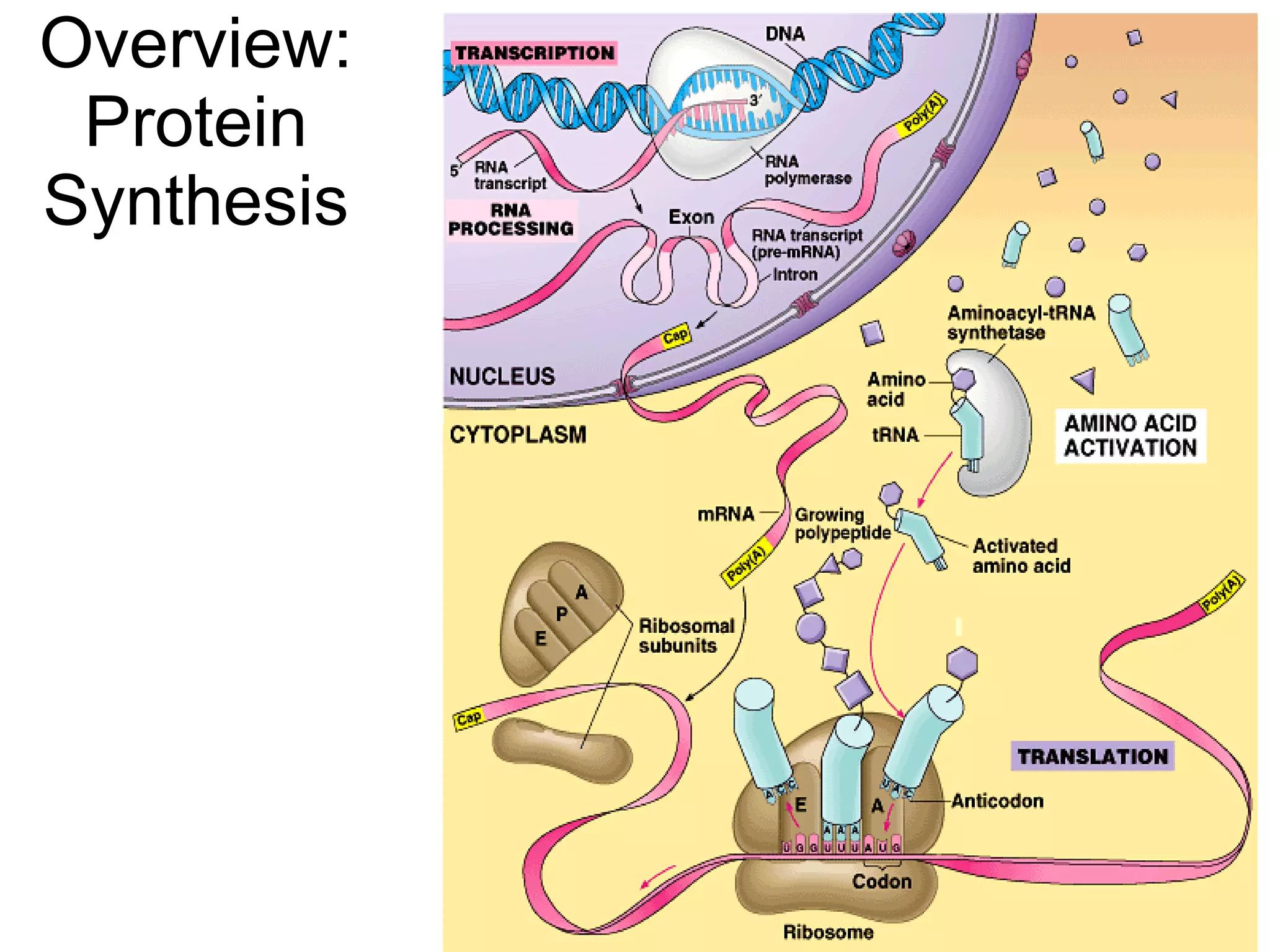 Overview: Protein Synthesis 