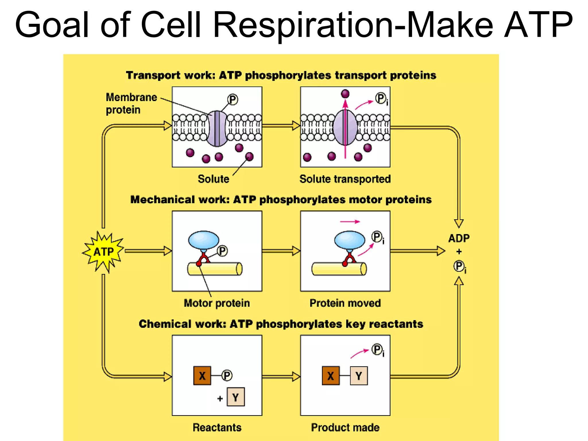Goal of Cell Respiration-Make ATP 