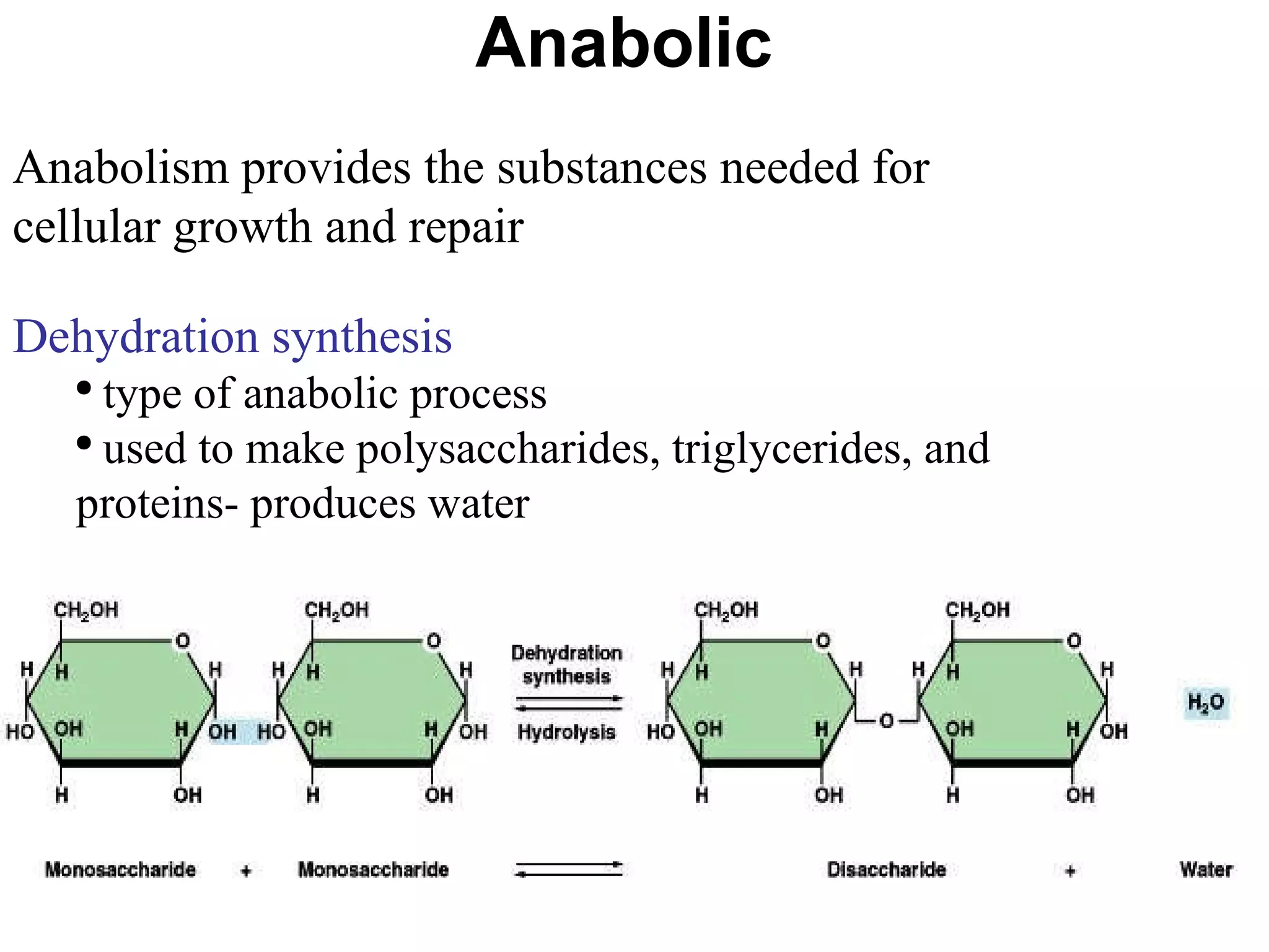 Anabolic Anabolism provides the substances needed for cellular growth and repair  Dehydration synthesis  type of anabolic process used to make polysaccharides, triglycerides, and proteins- produces water 