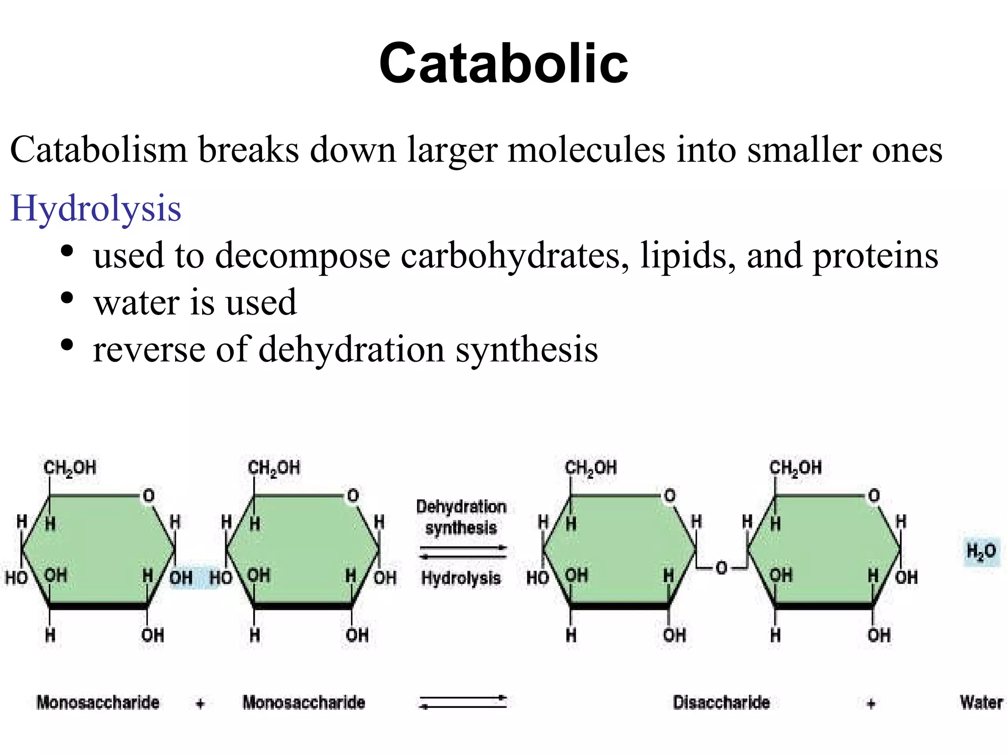 Catabolic Catabolism breaks down larger molecules into smaller ones Hydrolysis used to decompose carbohydrates, lipids, and proteins water is used reverse of dehydration synthesis 