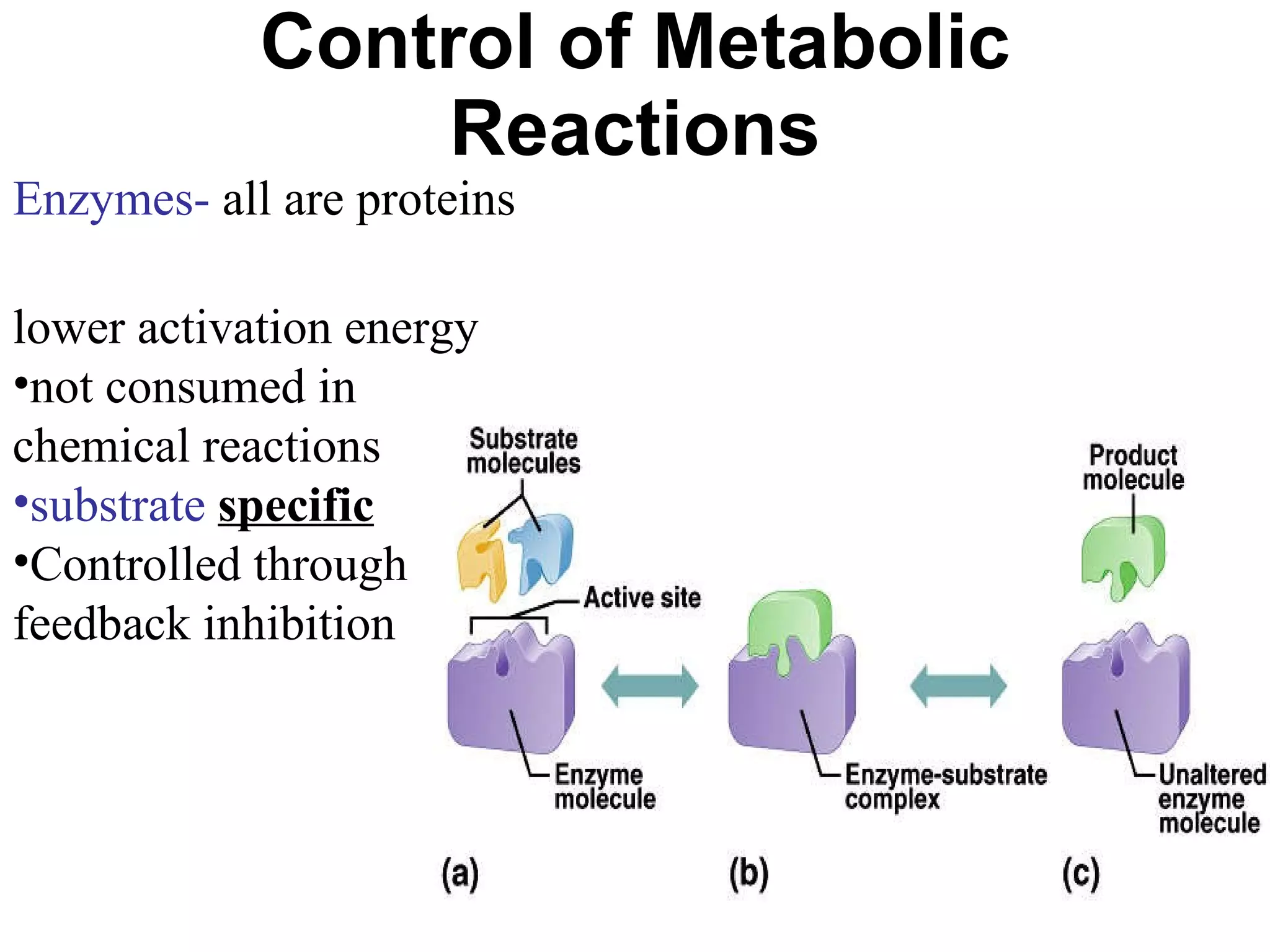 Control of Metabolic Reactions Enzymes-  all are proteins lower activation energy not consumed in chemical reactions substrate   specific Controlled through feedback inhibition 