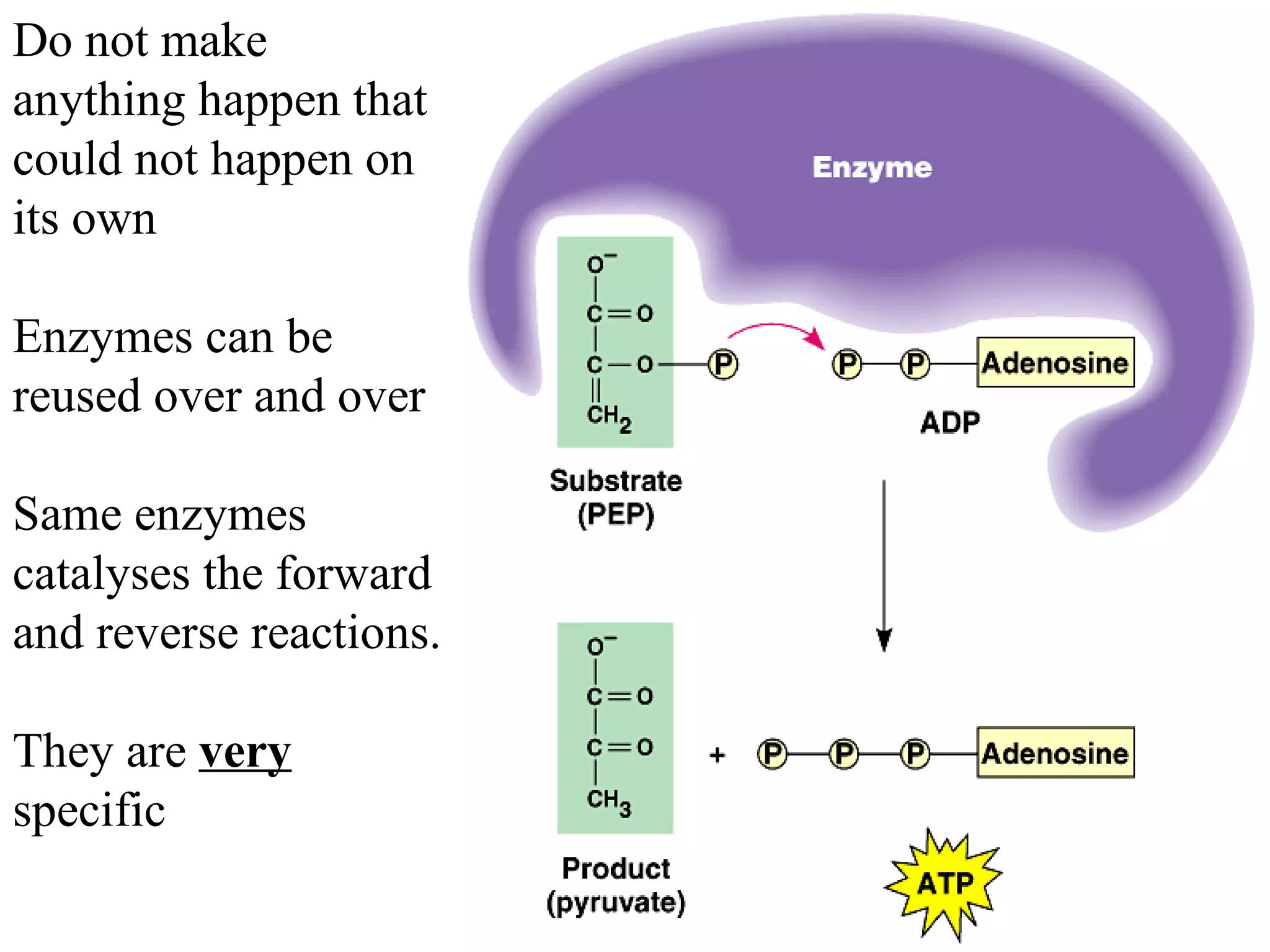 Do not make anything happen that could not happen on its own Enzymes can be reused over and over Same enzymes catalyses the forward and reverse reactions.  They are  very  specific 