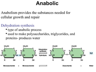 Cell metabolism | PPT