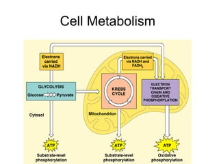 Cell Metabolism 