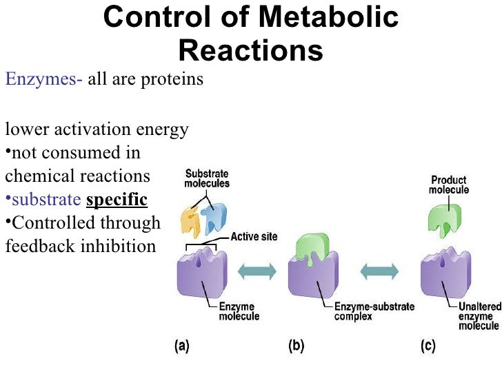 control-of-metabolic-pathways-worksheet-free-download-gambr-co