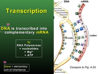 Cell Metabolism Part 2 | PPT