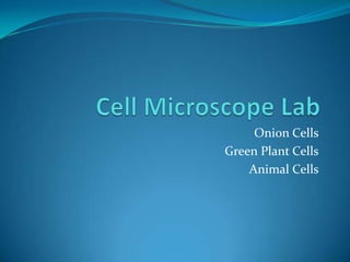 Onion Cells
Green Plant Cells
    Animal Cells
 
