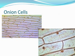 Onion Cells
 
