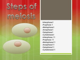 Steps of meiosis   -Interphase1 -Prophase 1 -Metaphase1 -Anaphase1 -Telophase1 -Cytokinesis1 -Interphase 11 -Prophase 11 -Metaphase11 -Anaphase11 -Telophase11 -Cytokinesis11 