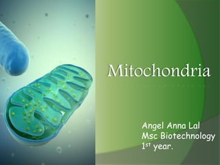 Mitochondria
Angel Anna Lal
Msc Biotechnology
1st year.
 
