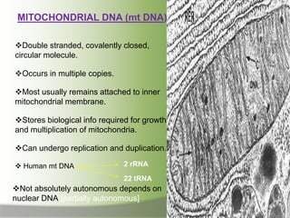 MITOCHONDRIAL DNA (mt DNA):
Double stranded, covalently closed,
circular molecule.
Occurs in multiple copies.
Most usually remains attached to inner
mitochondrial membrane.
Stores biological info required for growth
and multiplication of mitochondria.
Can undergo replication and duplication.
 Human mt DNA 2 rRNA
22 tRNA
Not absolutely autonomous depends on
nuclear DNA.[partially autonomous]
 