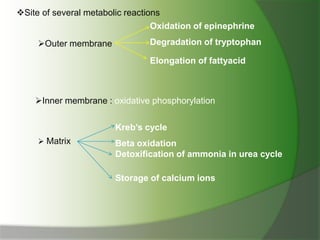 Site of several metabolic reactions
Outer membrane
Oxidation of epinephrine
Degradation of tryptophan
Elongation of fattyacid
Inner membrane : oxidative phosphorylation
 Matrix
Kreb’s cycle
Beta oxidation
Detoxification of ammonia in urea cycle
Storage of calcium ions
 