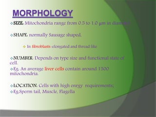SIZE: Mitochondria range from 0.5 to 1.0 μm in diameter.
SHAPE: normally Sausage shaped,
 In fibroblasts-elongated and thread like
NUMBER: Depends on type size and functional state of
cell.
Eg: An average liver cells contain around 1500
mitochondria.
LOCATION: Cells with high enrgy requirements;
Eg:Sperm tail, Muscle, Flagella
 