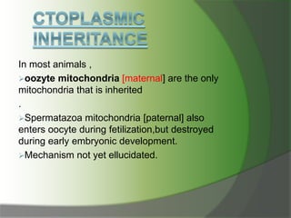 In most animals ,
oozyte mitochondria [maternal] are the only
mitochondria that is inherited
.
Spermatazoa mitochondria [paternal] also
enters oocyte during fetilization,but destroyed
during early embryonic development.
Mechanism not yet ellucidated.
 