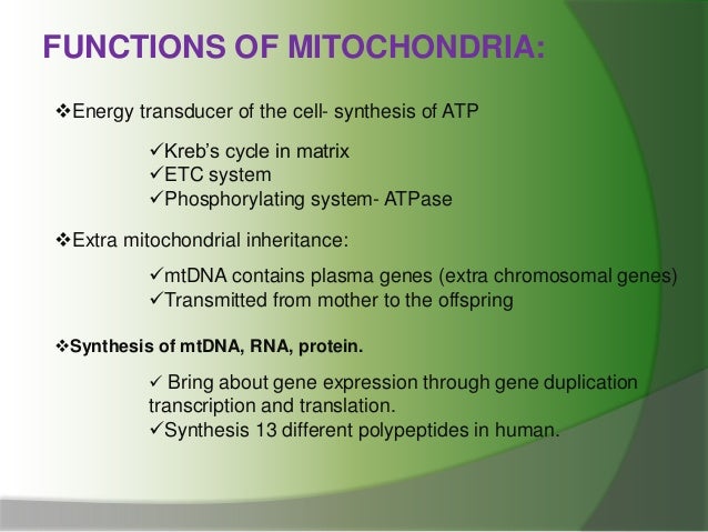 cell mitochondria ppt cell mitochondria ppt, Presentation templates