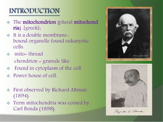 Cell mitochondria ppt