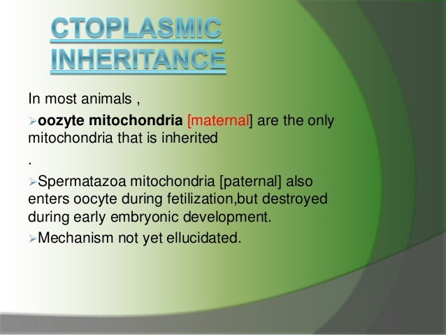 cell mitochondria ppt cell mitochondria ppt, Presentation templates