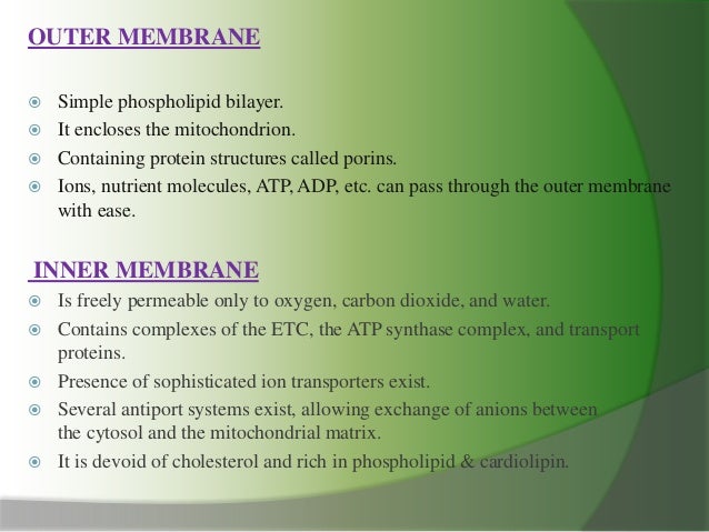 cell mitochondria ppt cell mitochondria ppt, Presentation templates