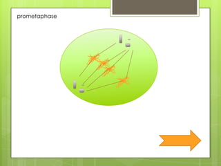 Promtaohase Cell mitosis | PPTX