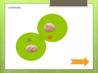 Cell mitosis | PPTX
