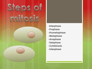 Steps of mitosis  -Interphase -Prophase  -Prometaphase -Metaphase -Anaphase -Telophase -Cytokinesis -Interphase  