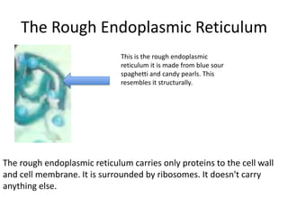 The Rough Endoplasmic Reticulum
This is the rough endoplasmic
reticulum it is made from blue sour
spaghetti and candy pearls. This
resembles it structurally.

The rough endoplasmic reticulum carries only proteins to the cell wall
and cell membrane. It is surrounded by ribosomes. It doesn't carry
anything else.

 